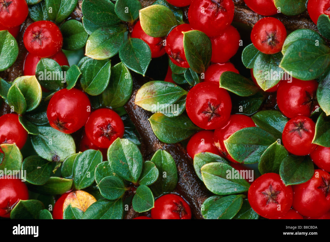 COTONEASTER berries Stock Photo