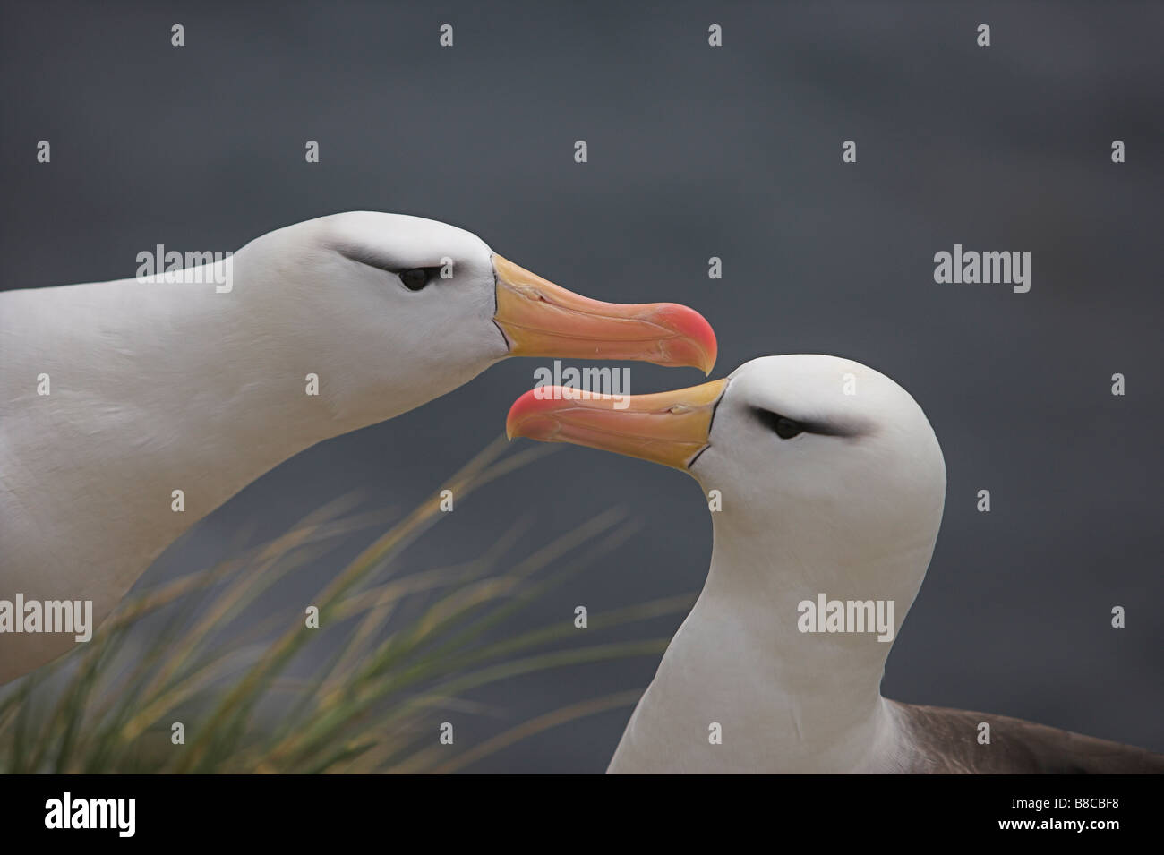 Albatross birds hi-res stock photography and images - Alamy