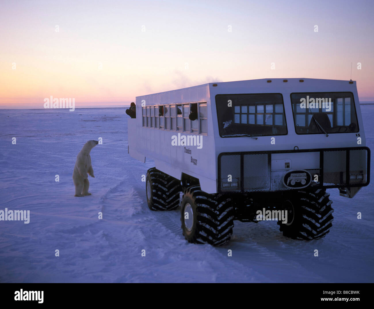 Tundra Buggy and  Polar Bear Stock Photo