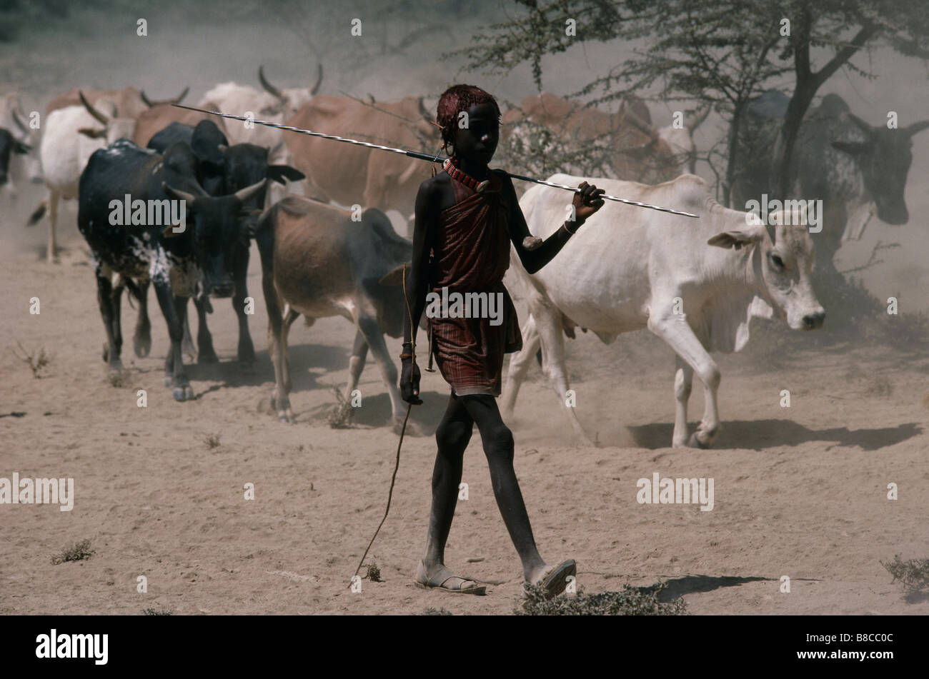 HERDING CATTLE Stock Photo