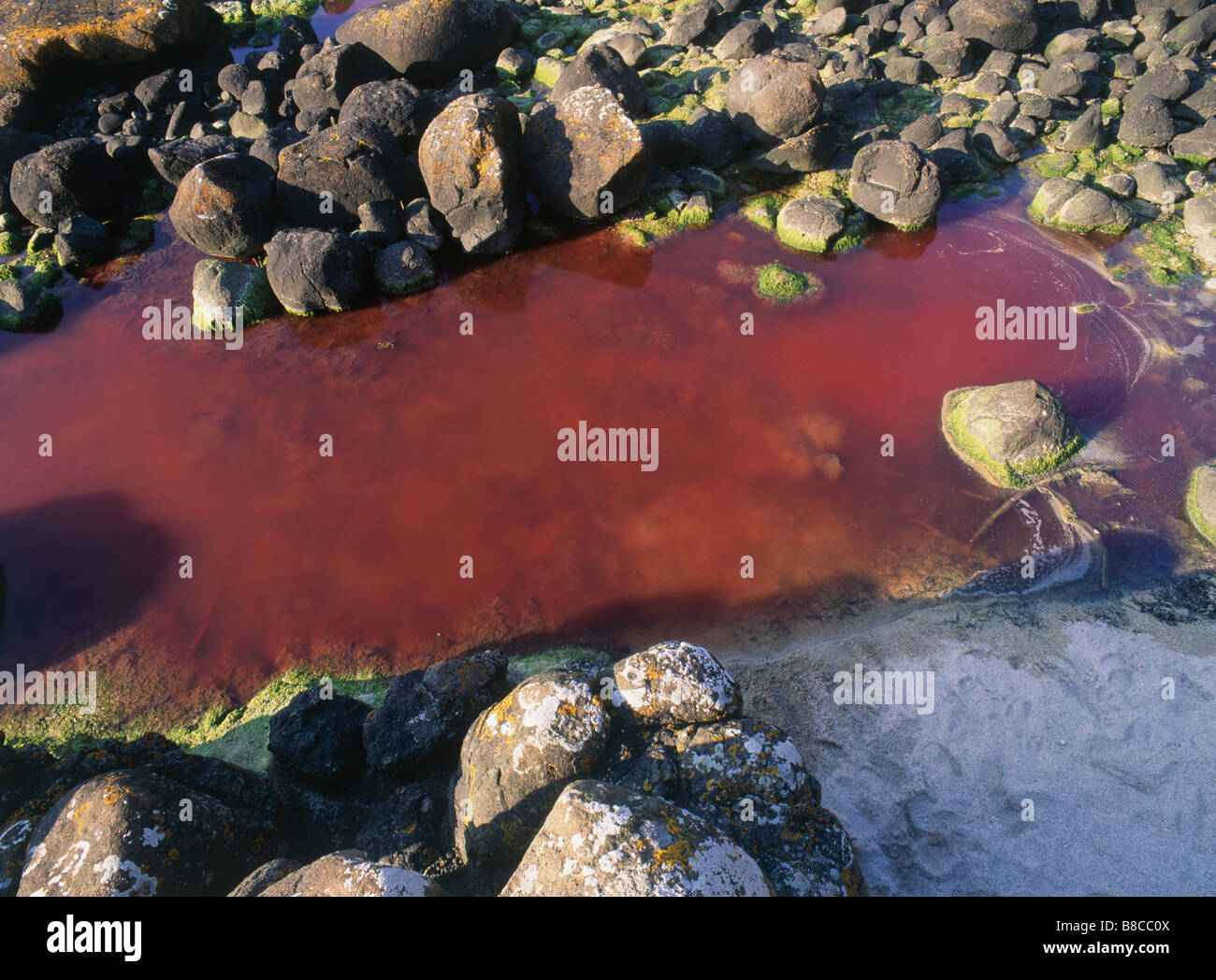 Red Tide Poisoning polluted pool Stock Photo