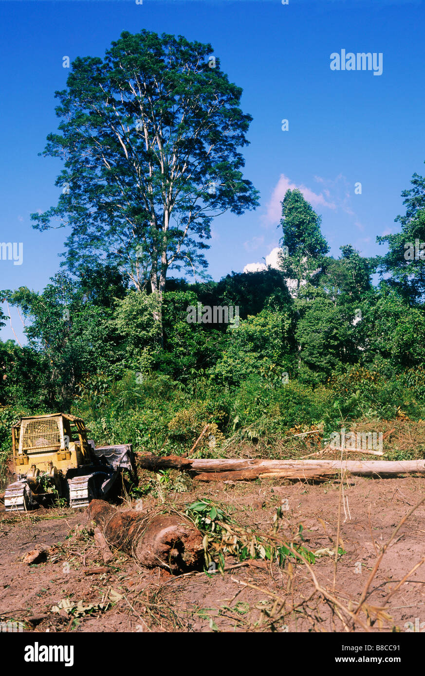 Destruction of rainforest Stock Photo