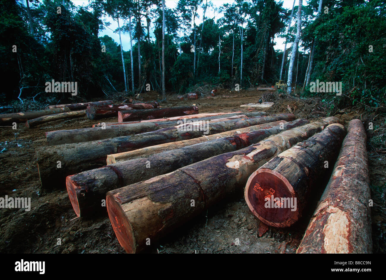 Logging rainforest hires stock photography and images Alamy