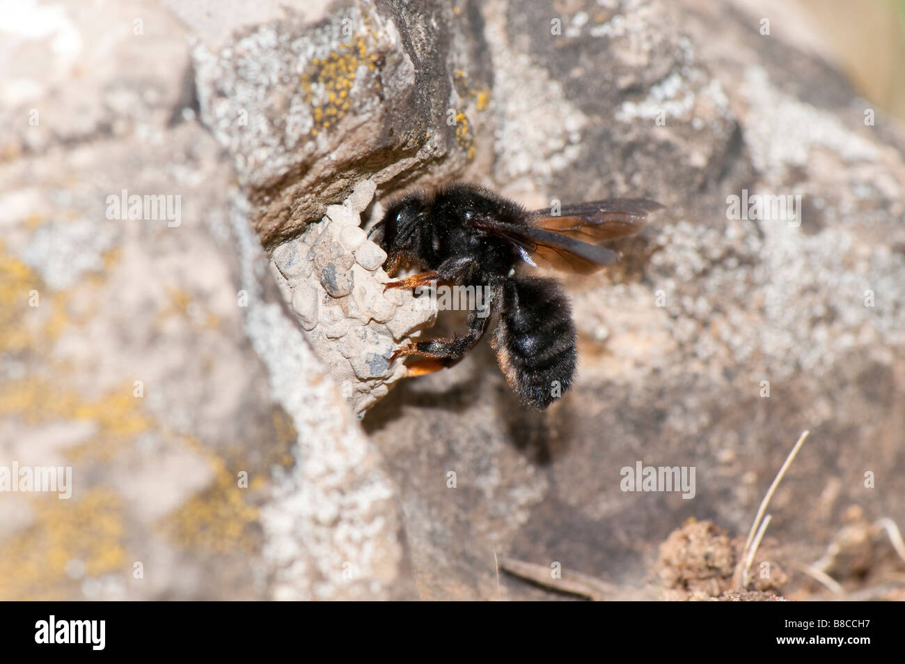 weibl. Mörtelbiene (Megachile parietina Stock Photo - Alamy