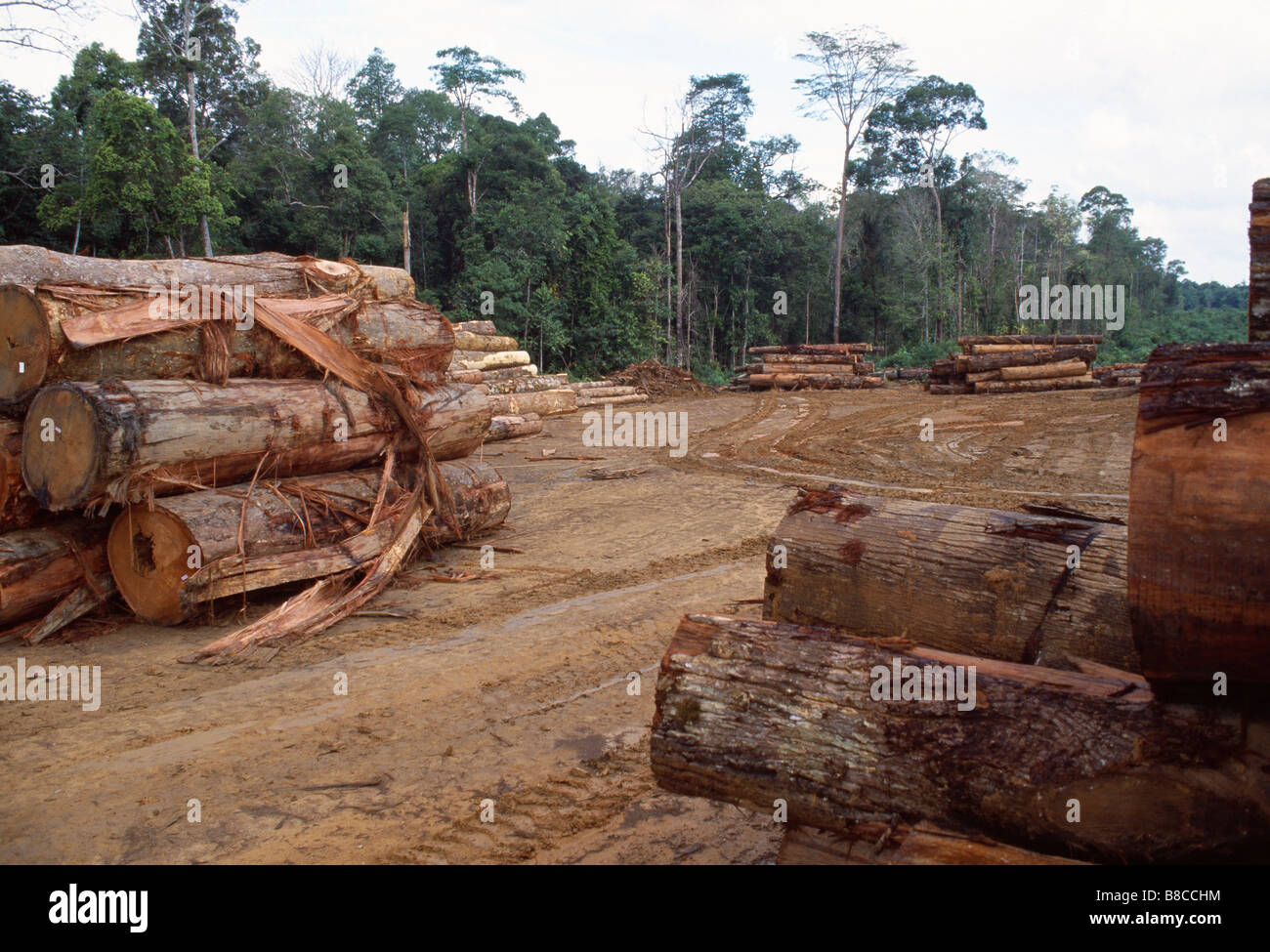 Logging trees hi-res stock photography and images - Alamy