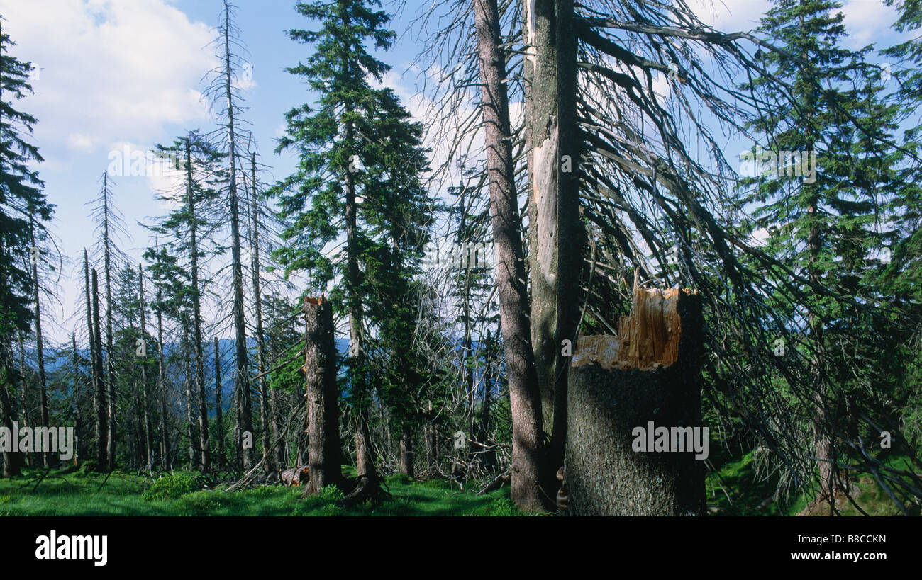 Norway Spurce forest dying from acid rain Stock Photo Alamy