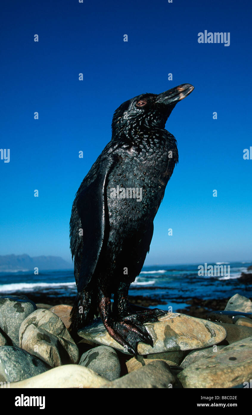 Oil covered birds hi-res stock photography and images - Alamy