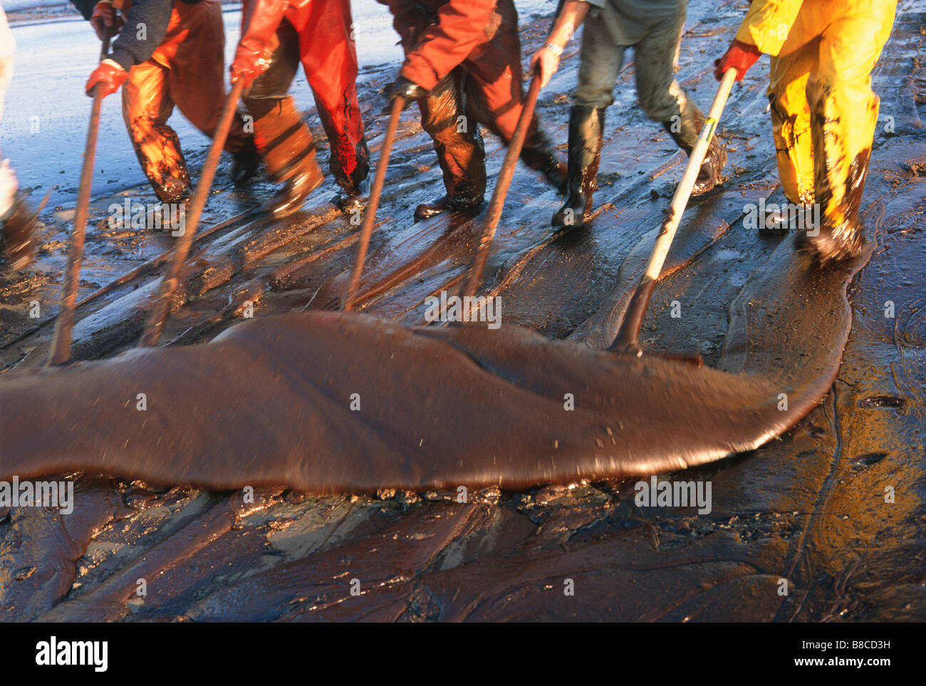 Oil Pollution workers cleaning beach Stock Photo Alamy