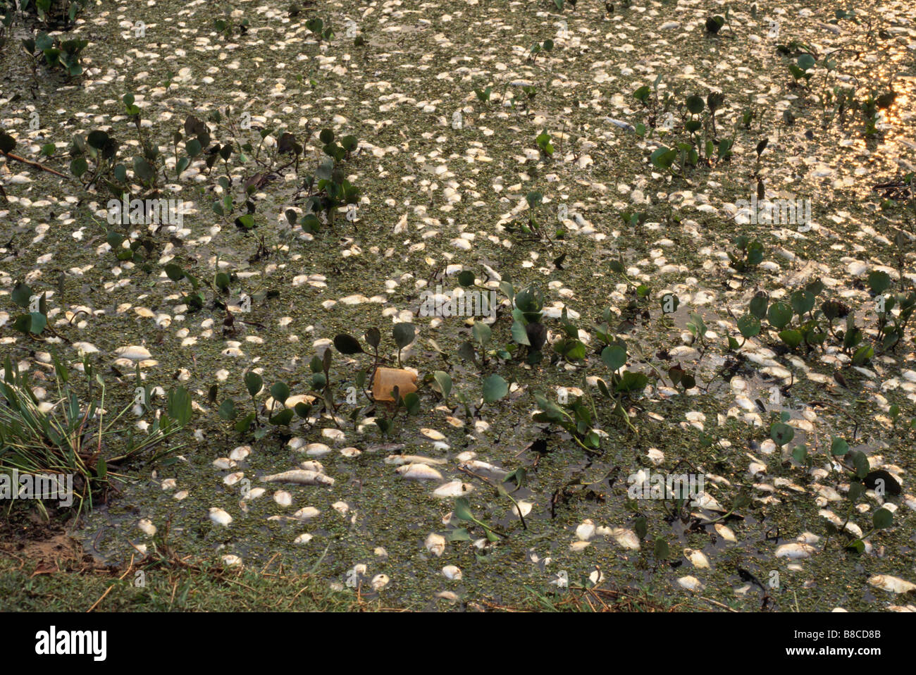 DEAD FISH IN RIVER Stock Photo - Alamy