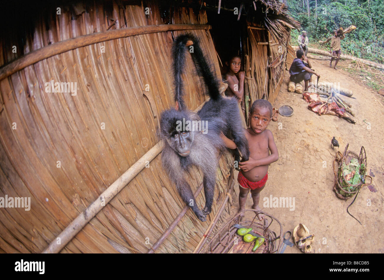 Bush meat hunting camp Stock Photo Alamy