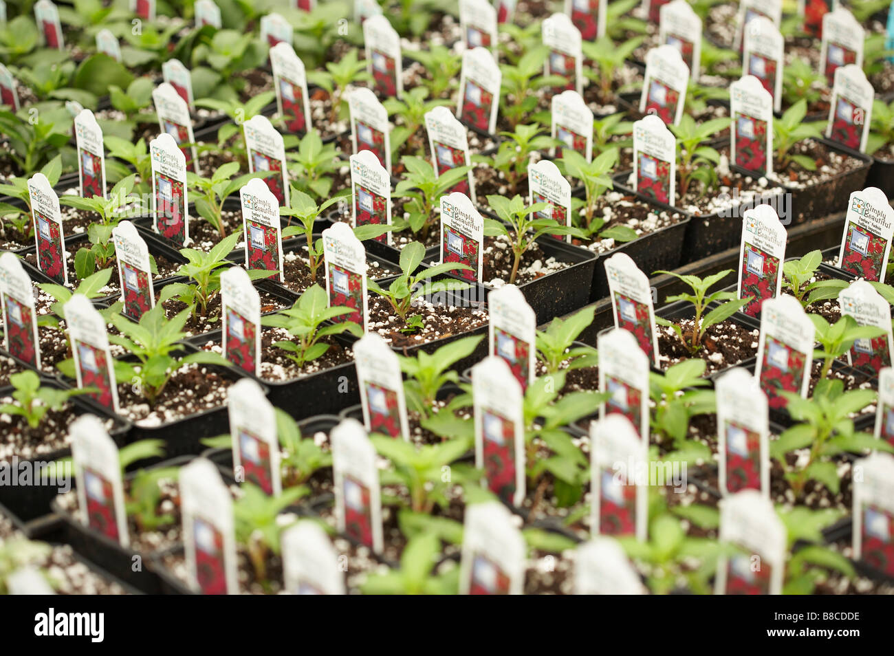Seedlings Greenhouse Nursery, Kauai, Hawaii Stock Photo Alamy