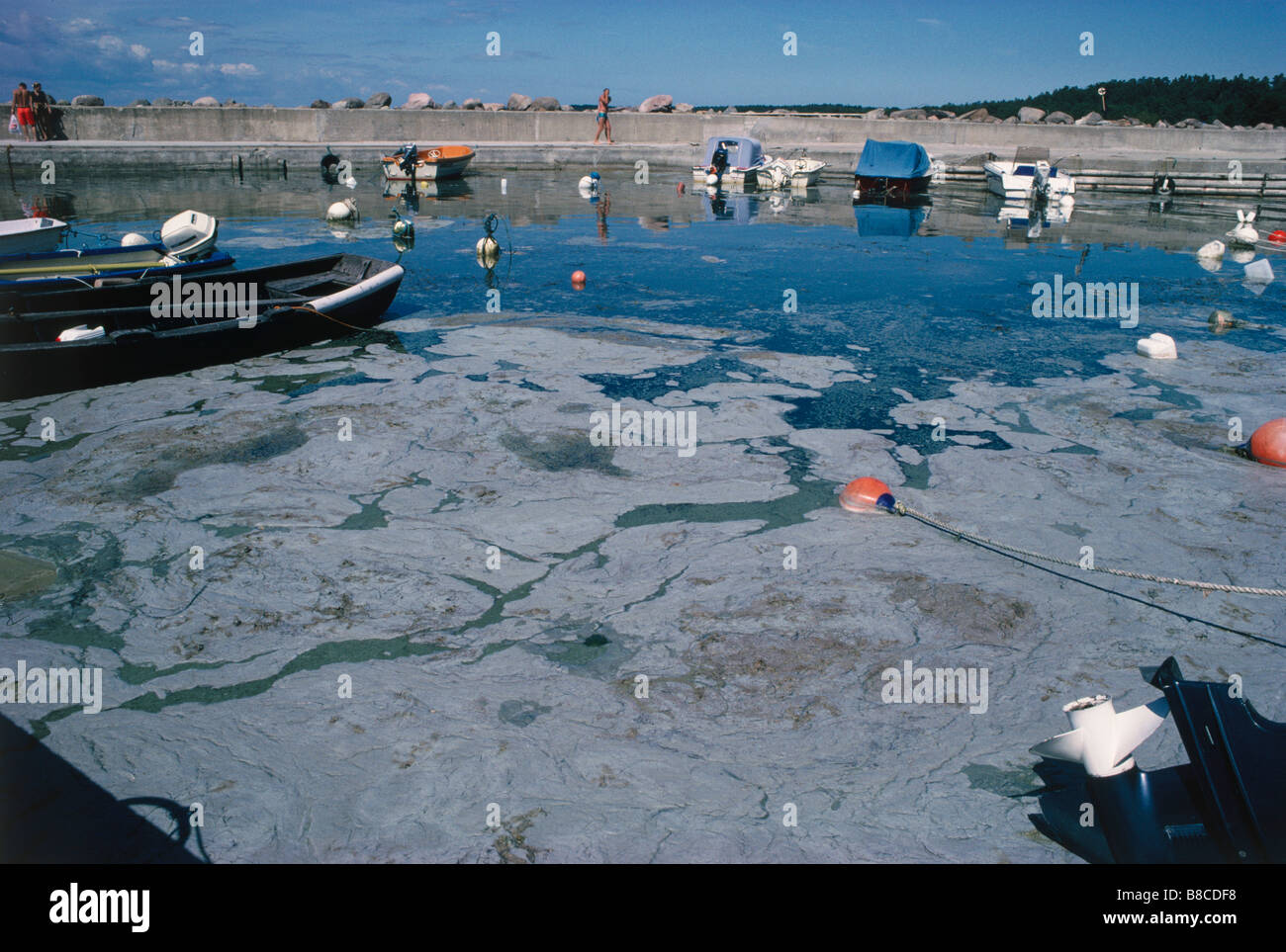 Toxic Blue Green Algal Bloom Stock Photo Alamy