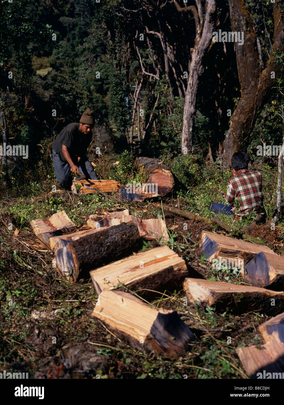 Nepalese foresters illegally felling forest Stock Photo