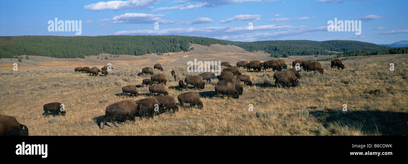 Herd of Bison Stock Photo