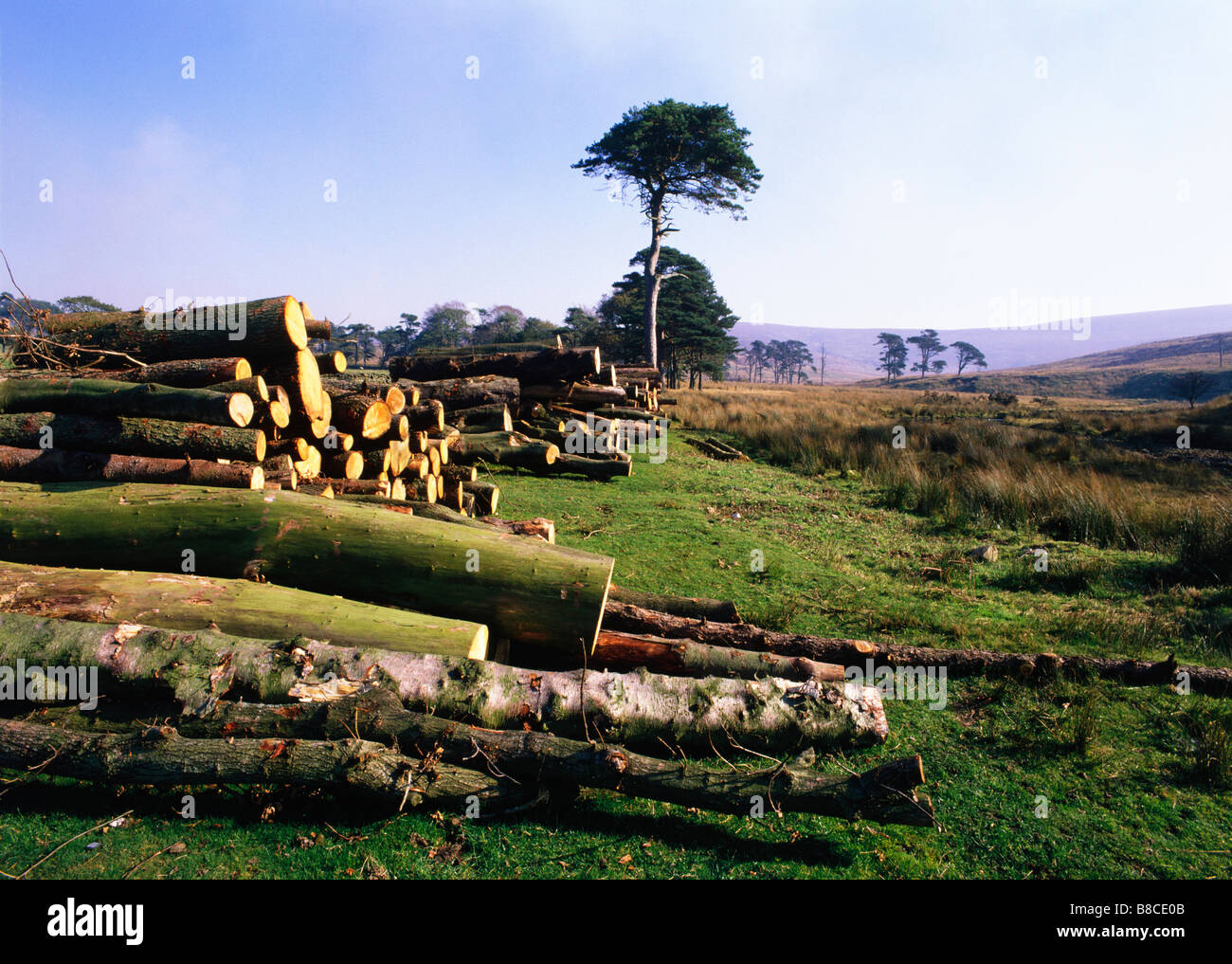 Woodland Management Stock Photo