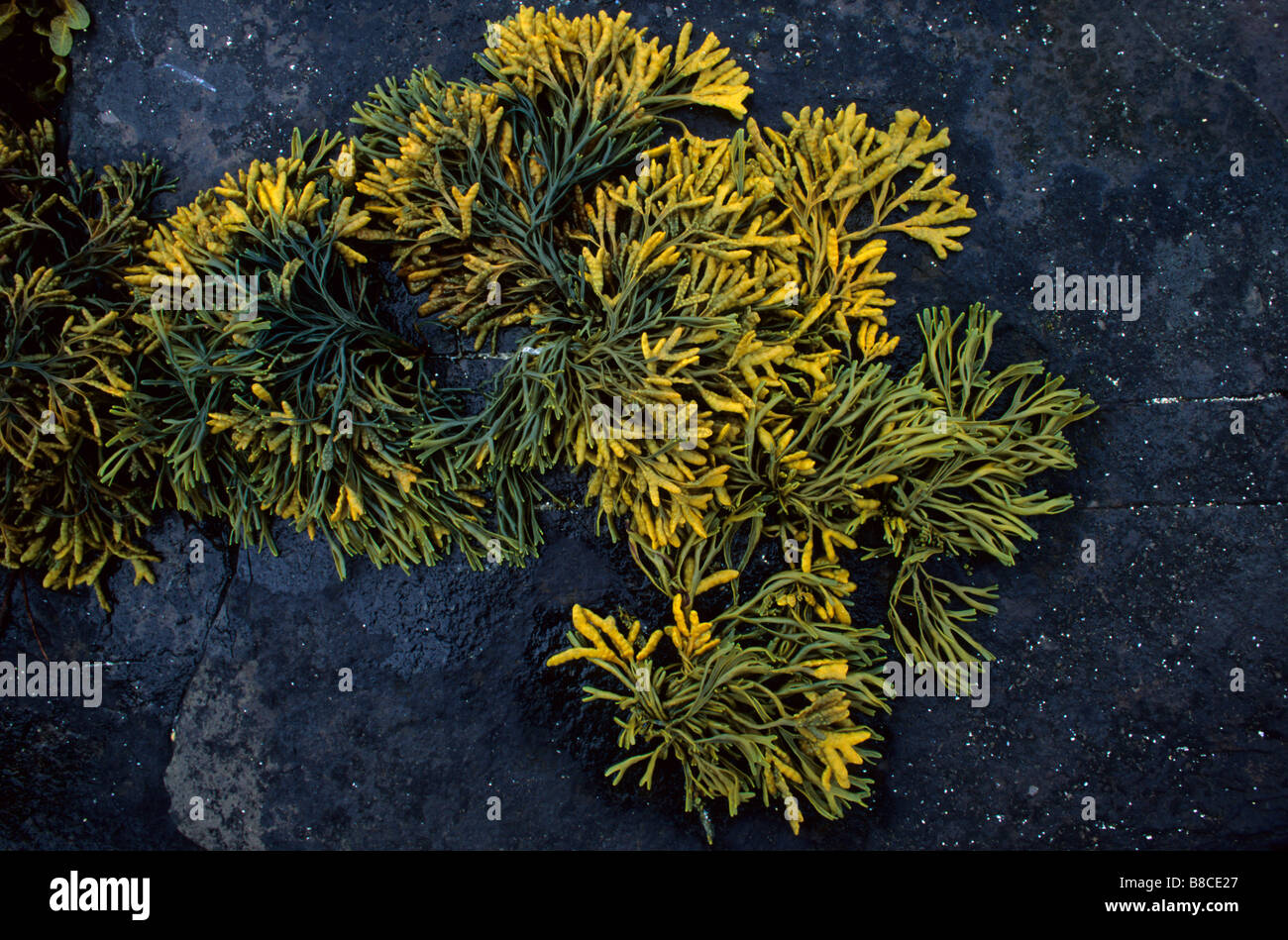 Channelled wrack seaweed Pelvetia canaliculata exposed on the upper shore Aiker Ness Orkney mainland Scotland Stock Photo