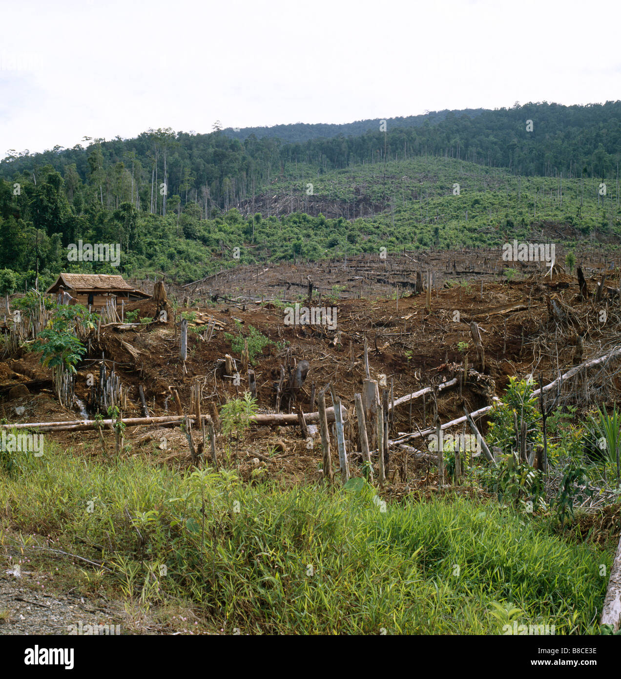 Habitats destroyed hires stock photography and images Alamy