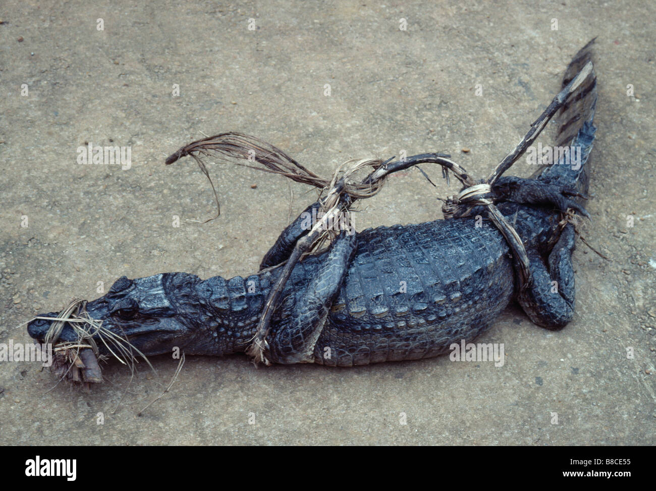 Trussed up hi-res stock photography and images - Alamy