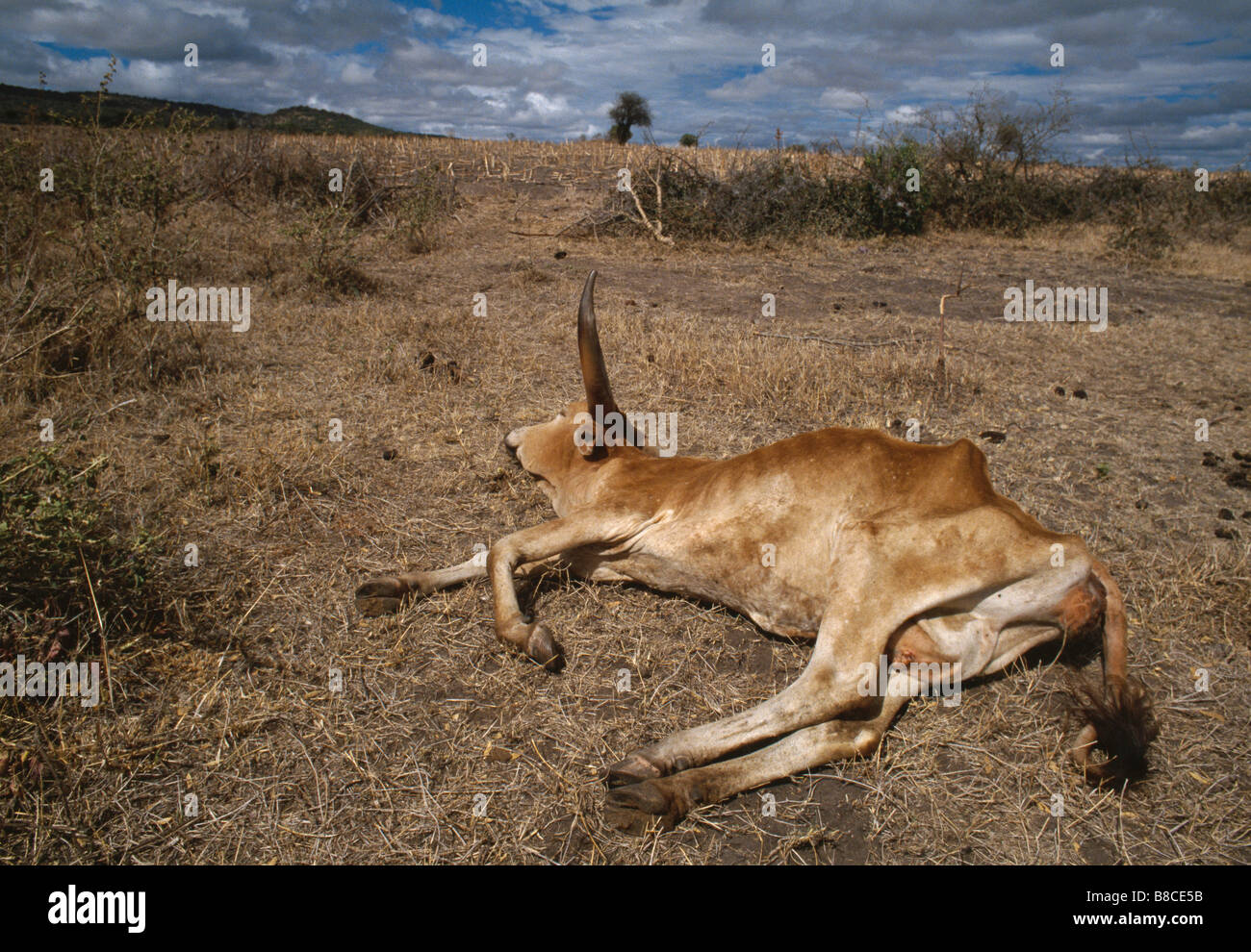 MASAI COW dying Stock Photo