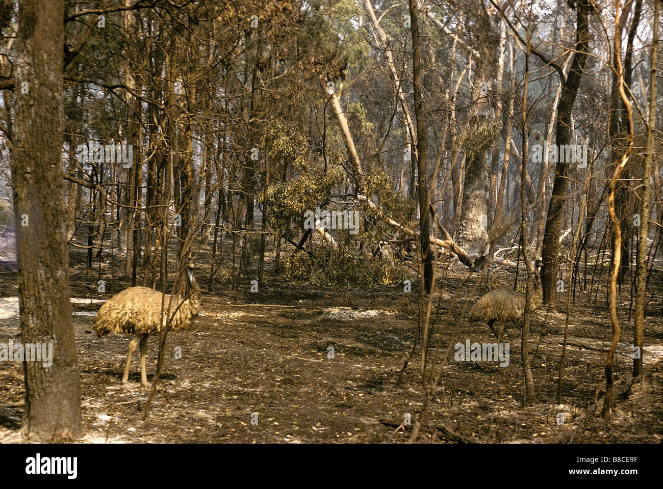 Bushfires hi-res stock photography and images - Alamy