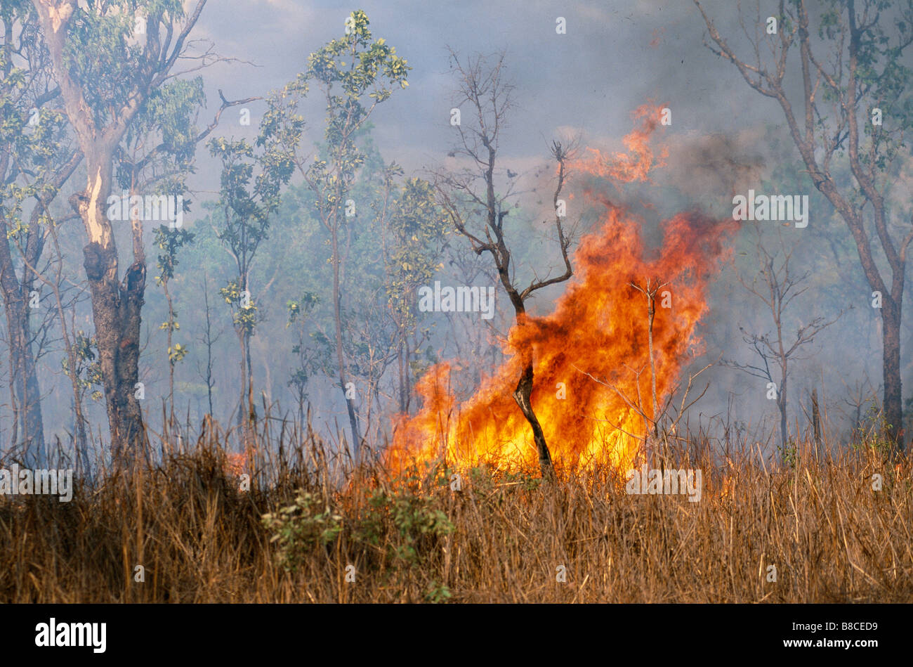 Bush fire hi-res stock photography and images - Alamy