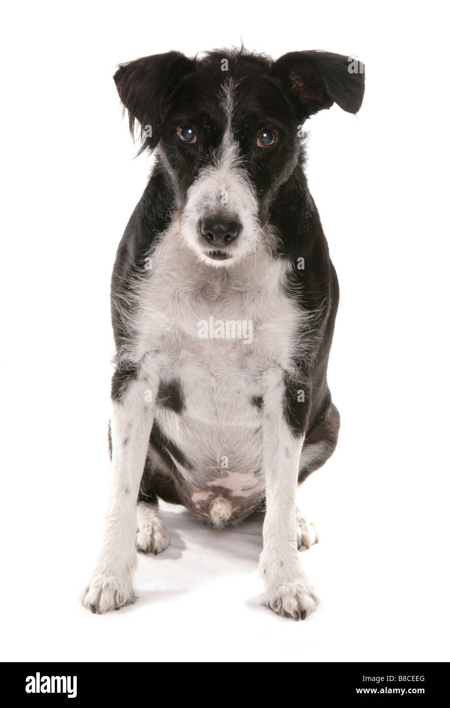Mixed Breed Dog Sitting Studio Stock Photo