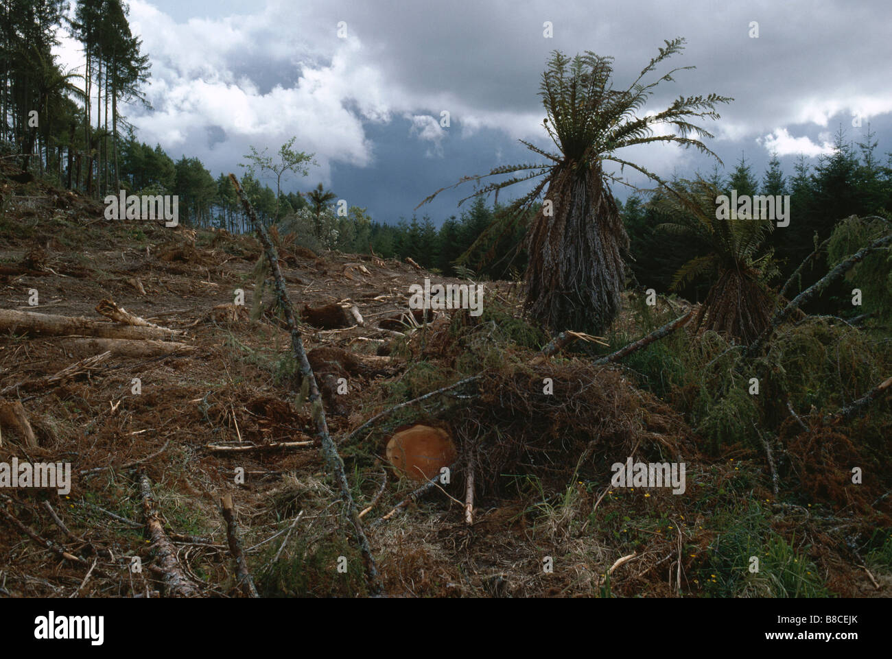 CLEAR-CUT FOREST Stock Photo