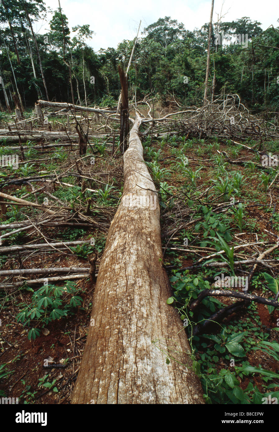 Habitats destroyed hires stock photography and images Alamy