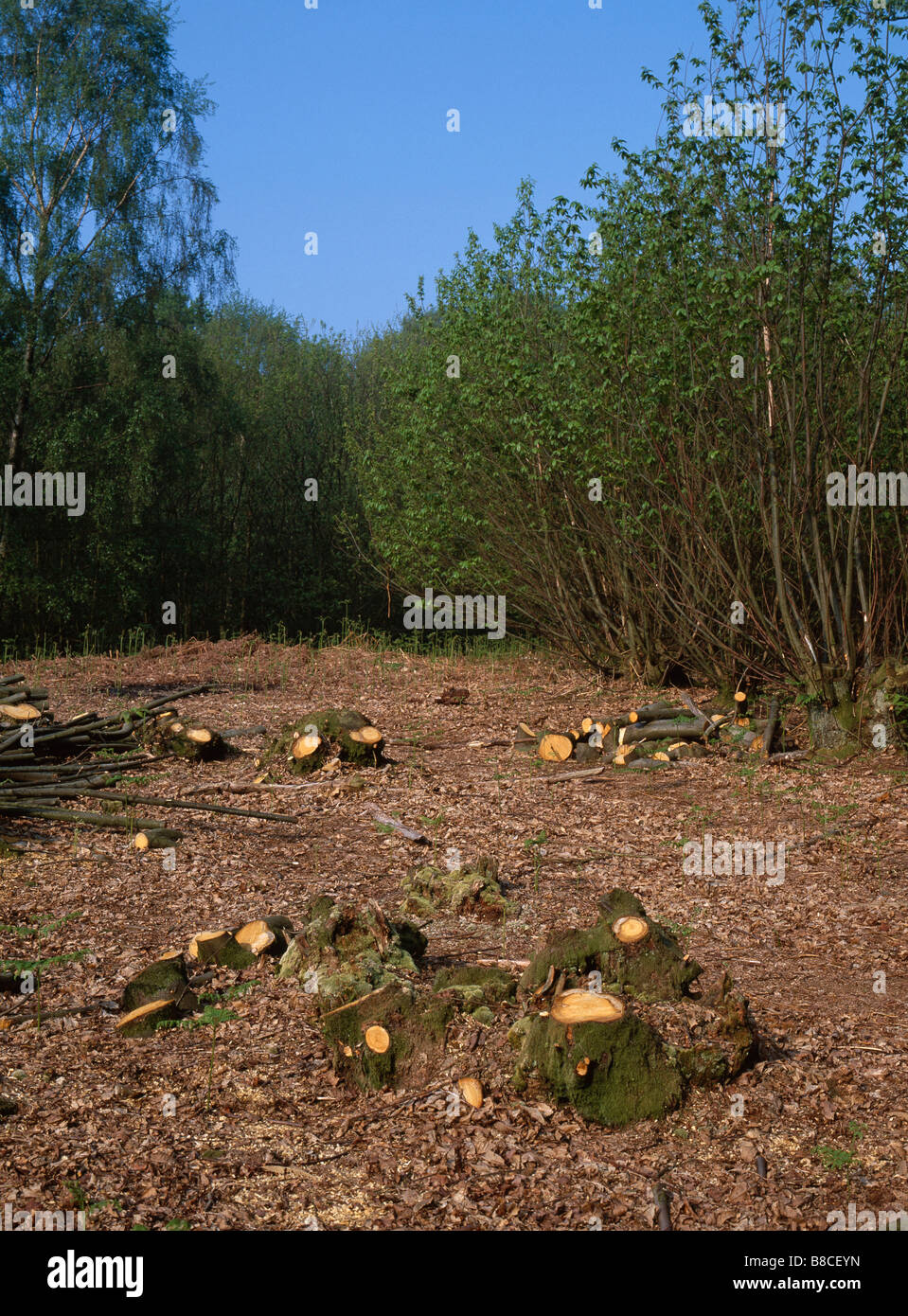 Coppiced woodlands hi-res stock photography and images - Alamy
