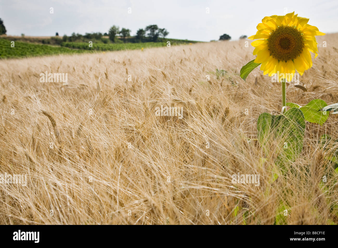Sunflower in wheatfield Stock Photo