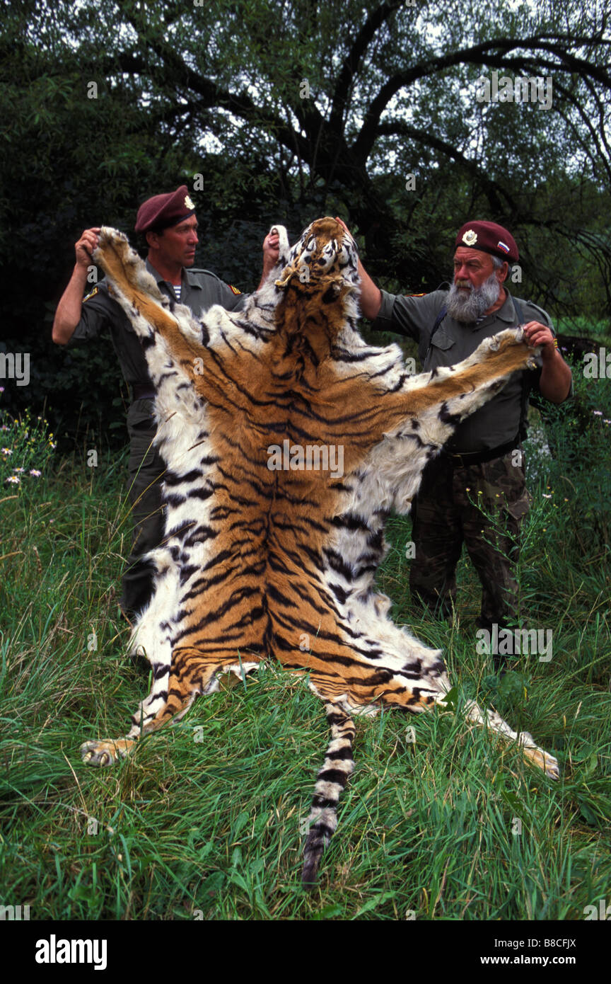 SIBERIAN TIGER skin Stock Photo Alamy