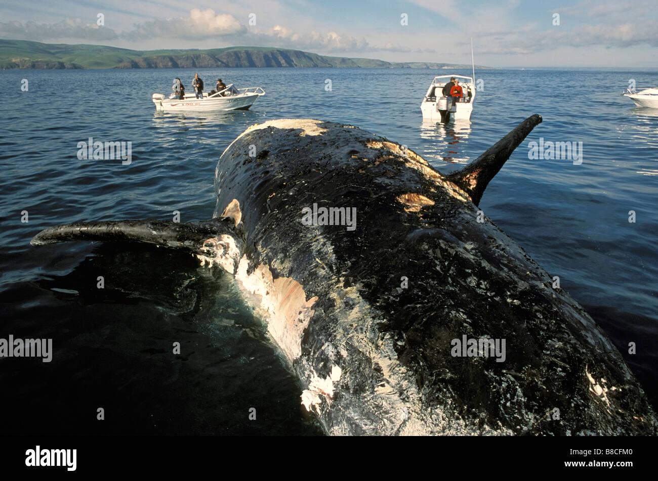 SOUTHERN RIGHT WHALE Stock Photo - Alamy