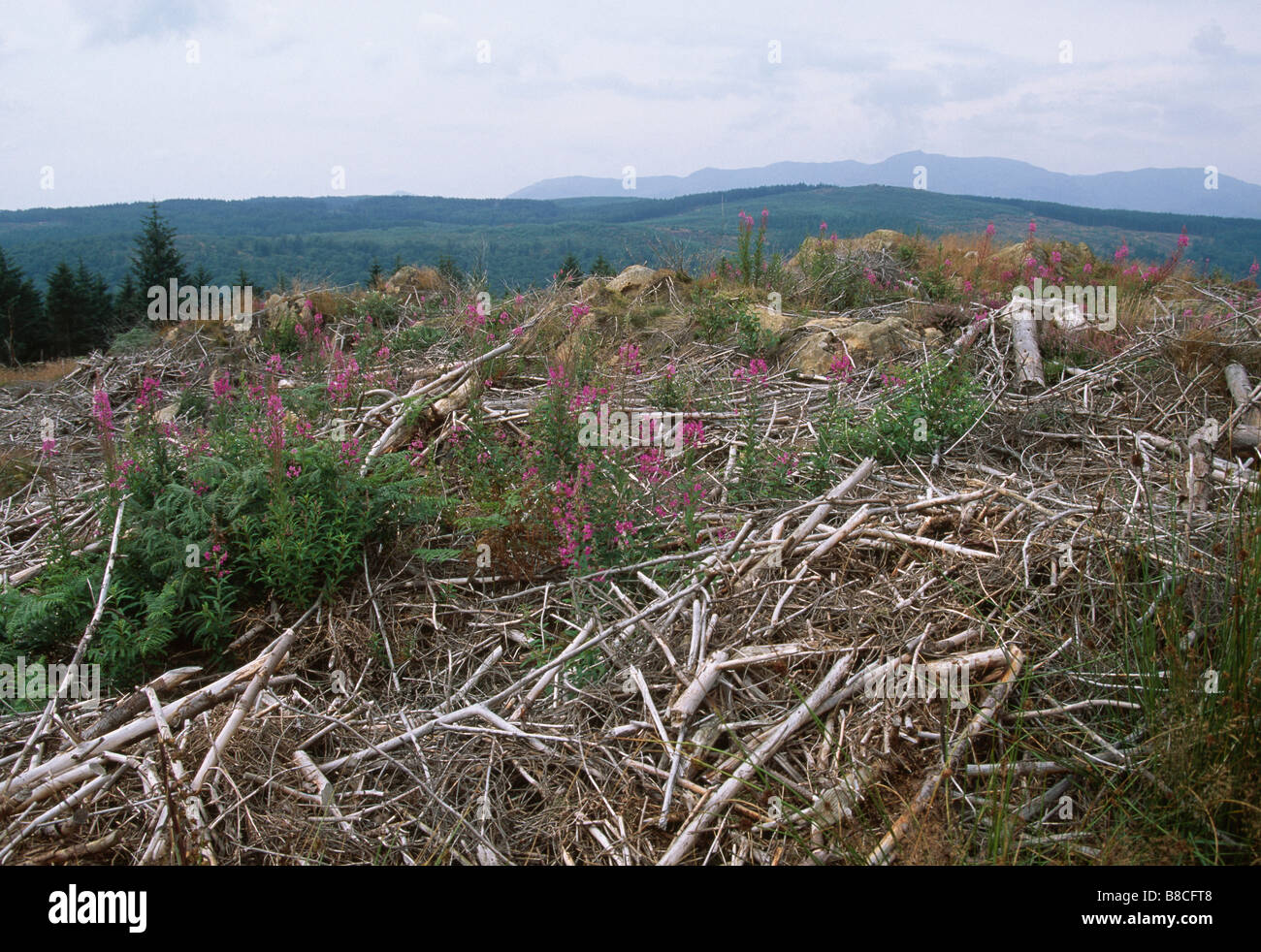 DEFORESTATION Stock Photo