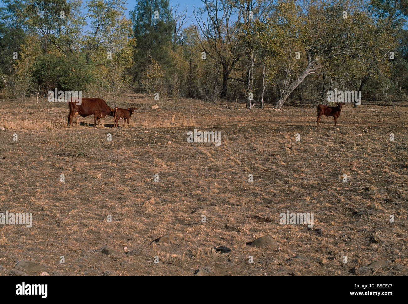 DROUGHT Stock Photo