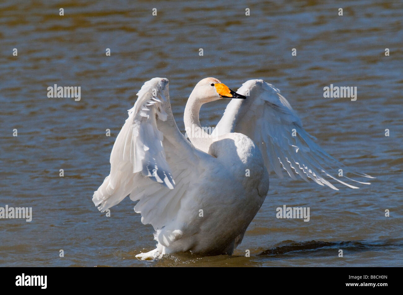 Singschwan (Cygnus cygnus) European Whooper swan Stock Photo