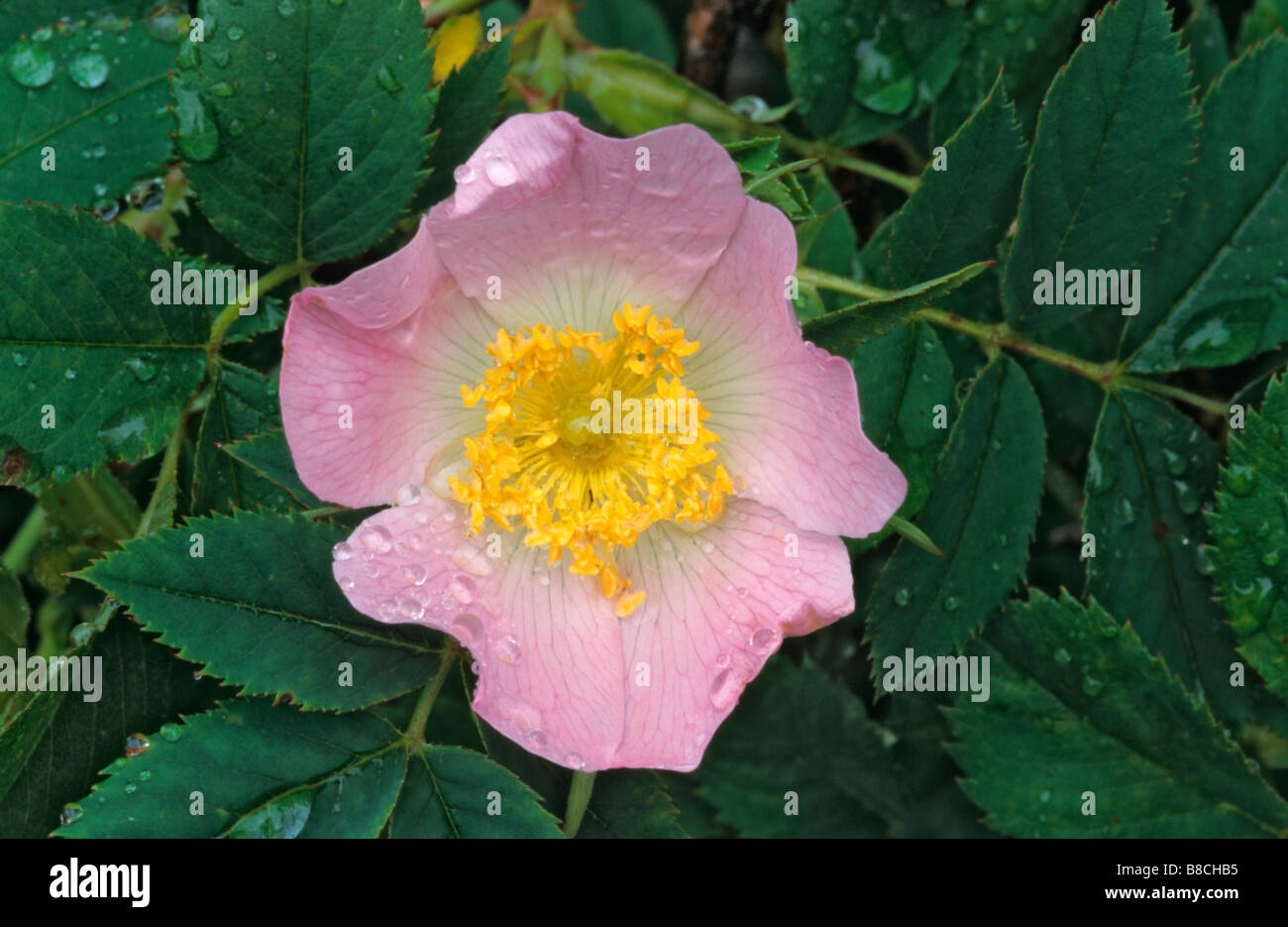 A Pink Dog Rose Flower Rosa Canina Covered In Raindrops Dunbeath