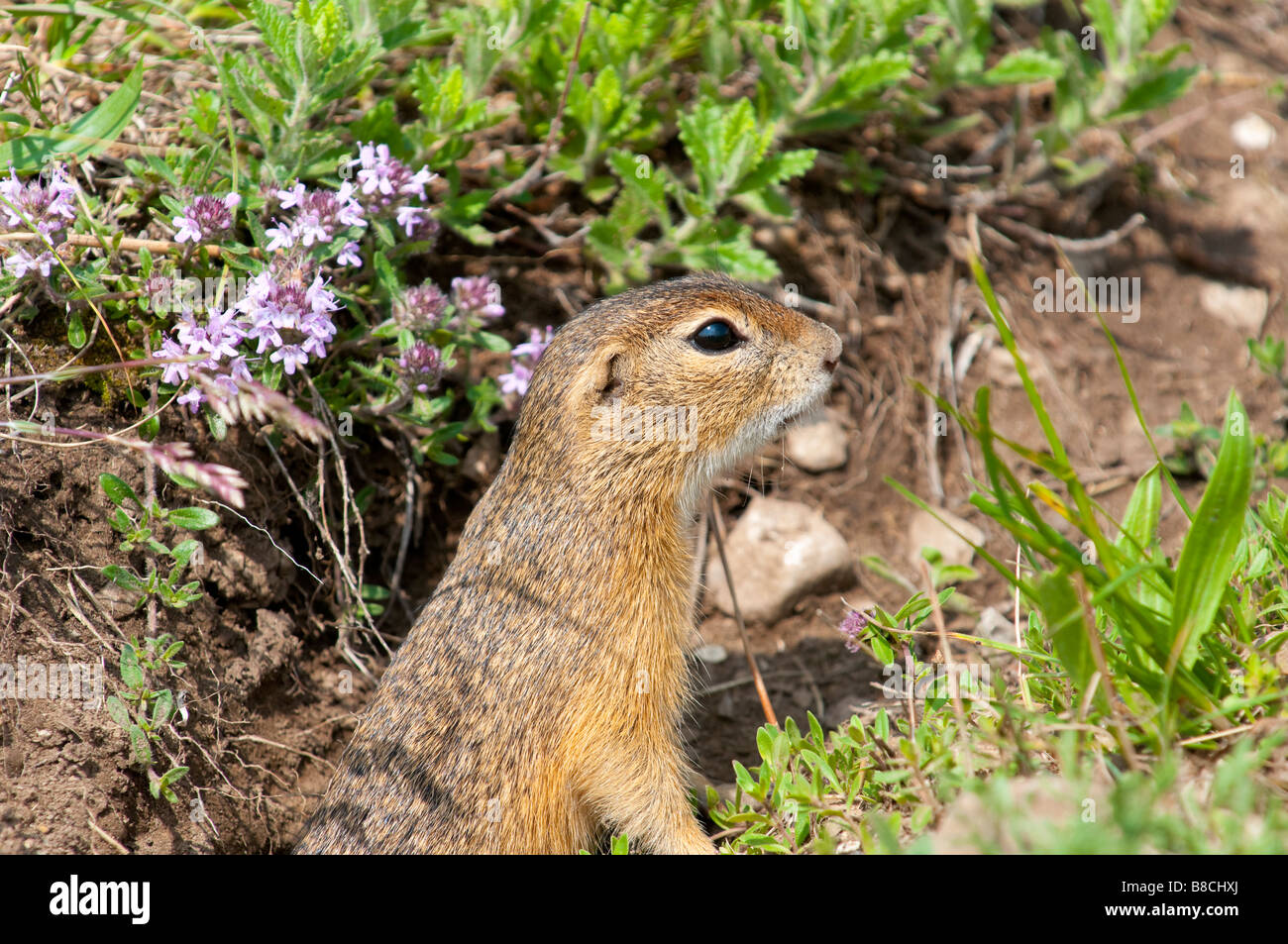 Zieselmaus Europäisches Ziesel (Spermophilus citellus) European ground squirrel ...