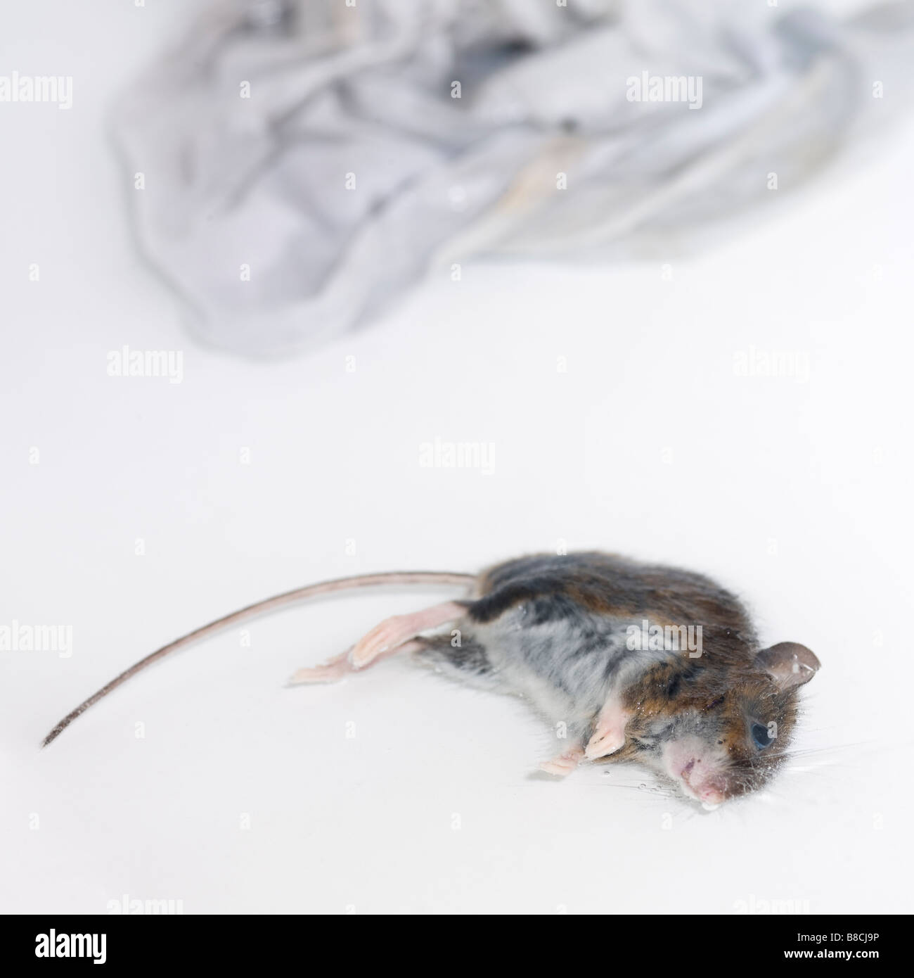 Dead wet mouse Stock Photo