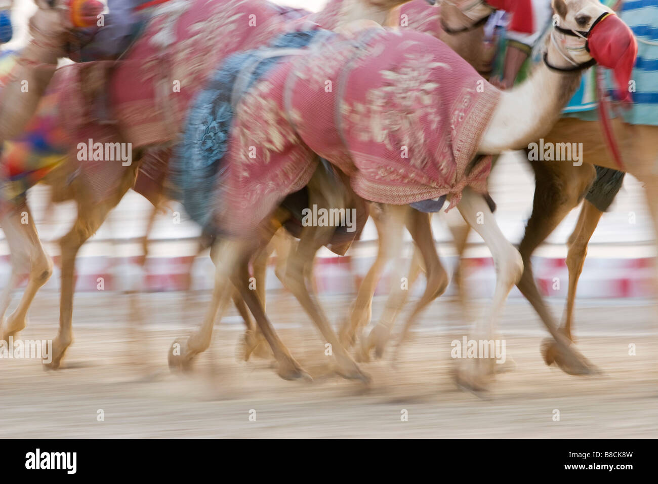 Dubai, UAE, Blurred motion of camels running during training at Nad Al ...
