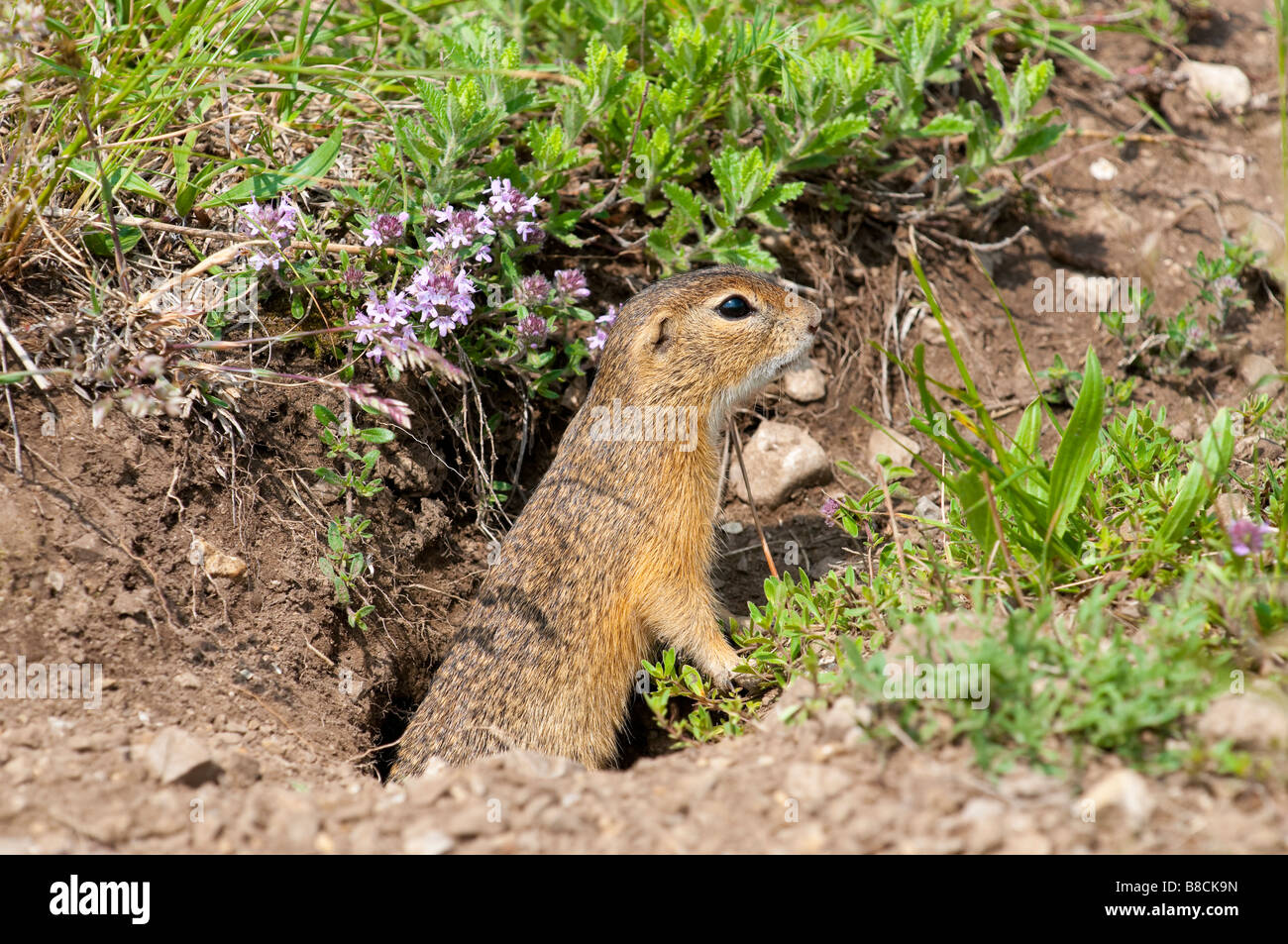 Zieselmaus Europäisches Ziesel (Spermophilus citellus) European ground squirrel ...