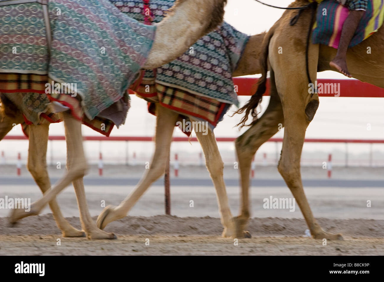 Dubai, UAE, Blurred motion of camels running during training at Nad Al ...