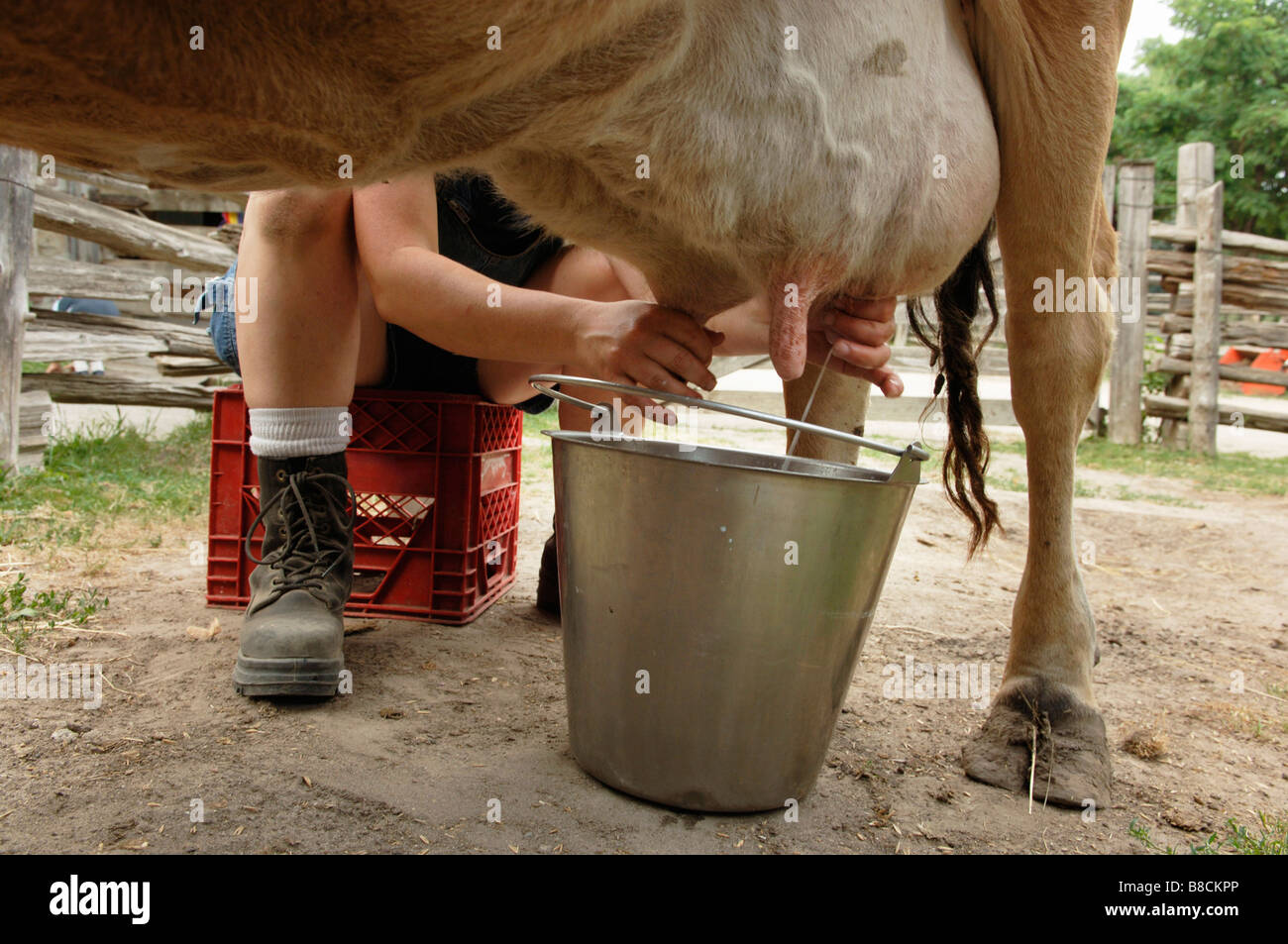 Milking Cow, Riverdale Farm, Toronto,Ontario Stock Photo
