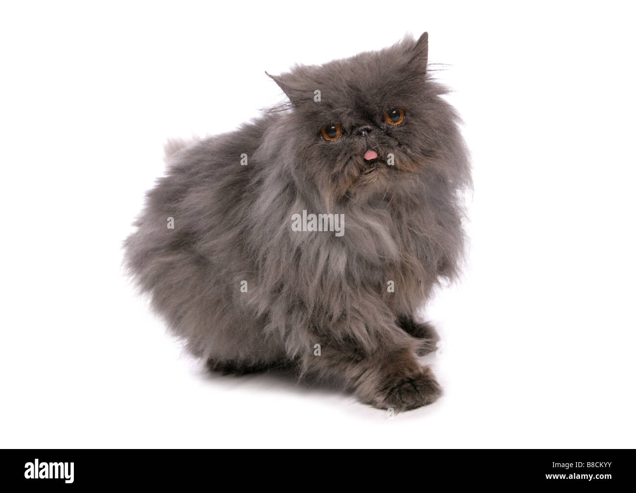 Grey Moggy Cat Sitting Studio Stock Photo