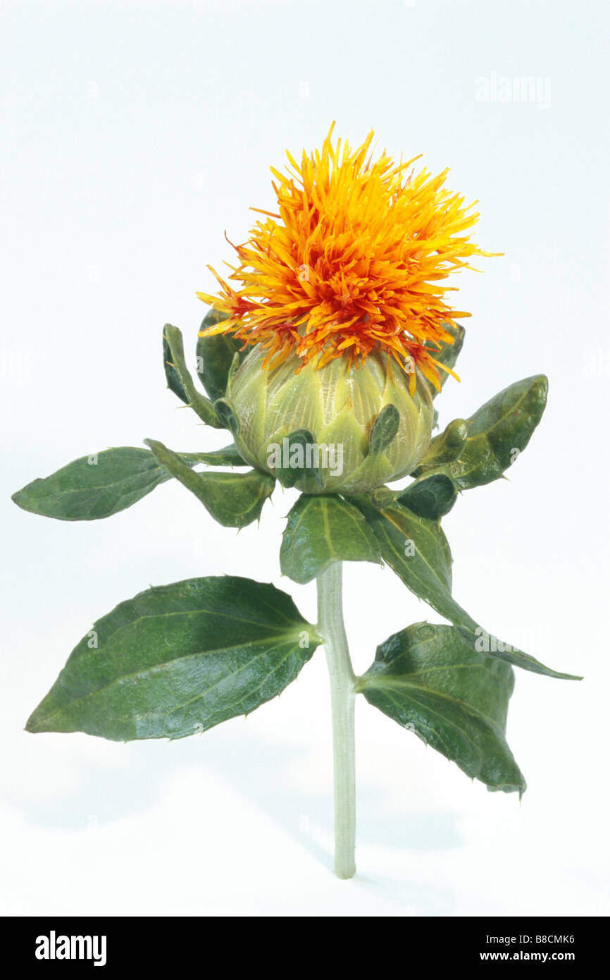 Bastard Saffron, False Saffron, Safflower (Carthamus tinctorius), flowering stem, studio picture