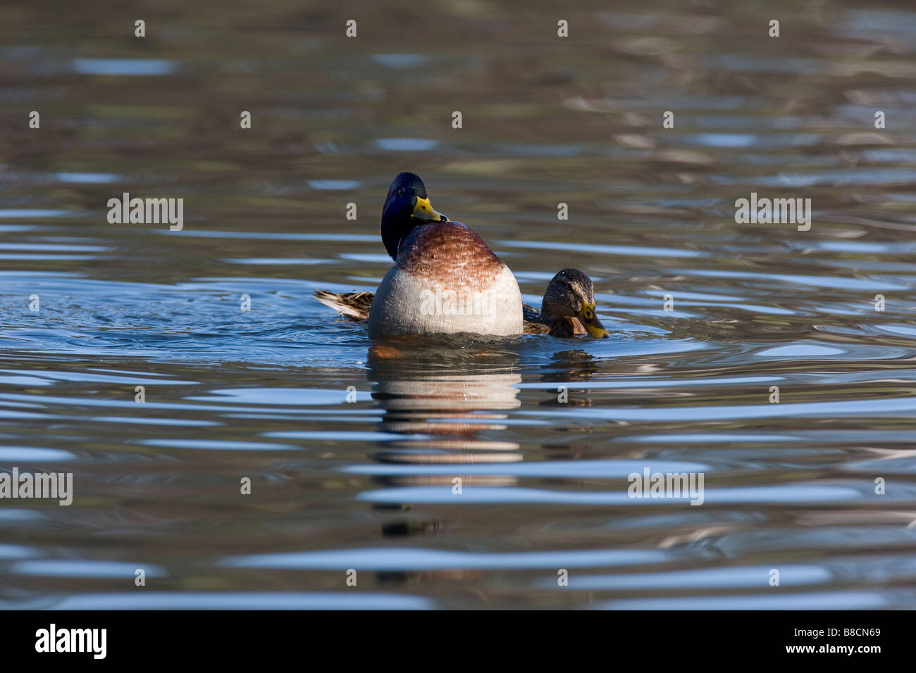Mallard Anas platyrhynchos Anatidae Mating Stock Photo - Alamy