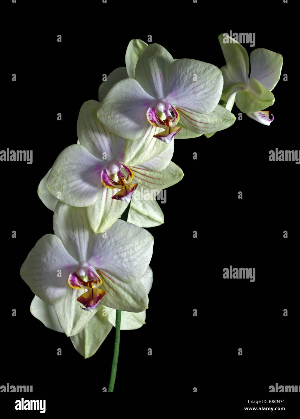 Spray of Yellow Phalaenopsis Orchids (Moth Orchids) on black Stock Photo
