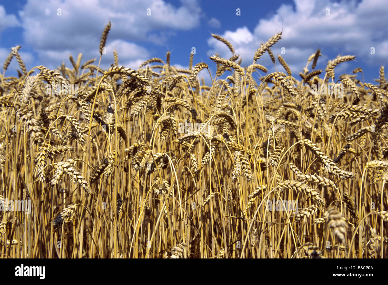 Common Wheat (Triticum aestivum), field Stock Photo
