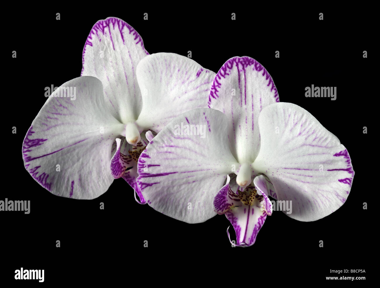 White Phalaenopsis Orchids (Moth Orchids) on black Stock Photo