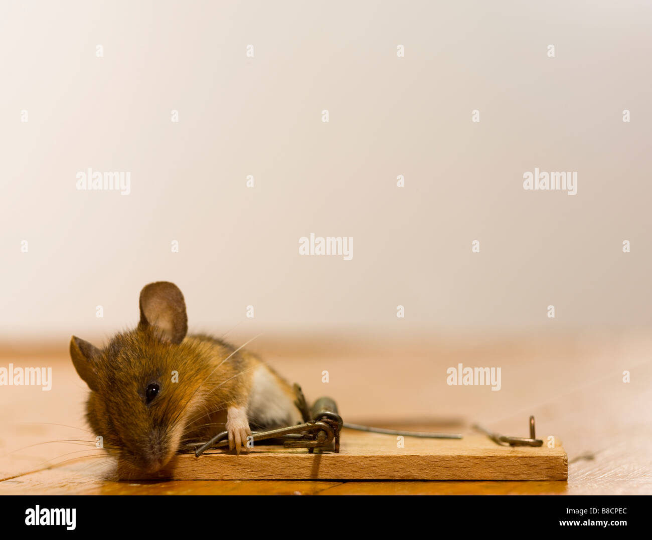 Mouse caught in mouse trap Stock Photo Alamy