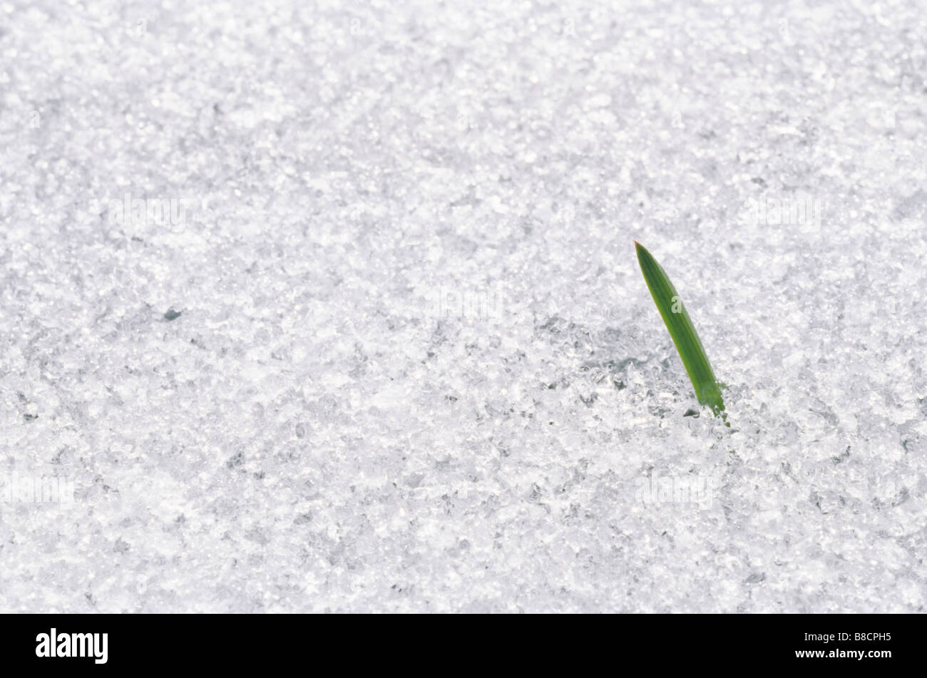 Blade Grass through Spring Snow Stock Photo Alamy